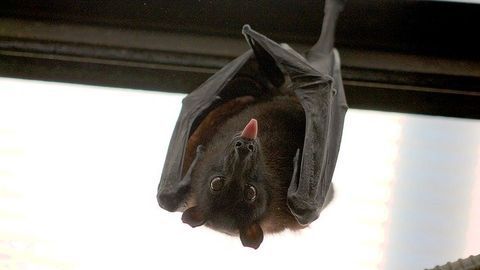 Why Do Bats Excel as Viral Reservoirs and Don't Get Sick?
