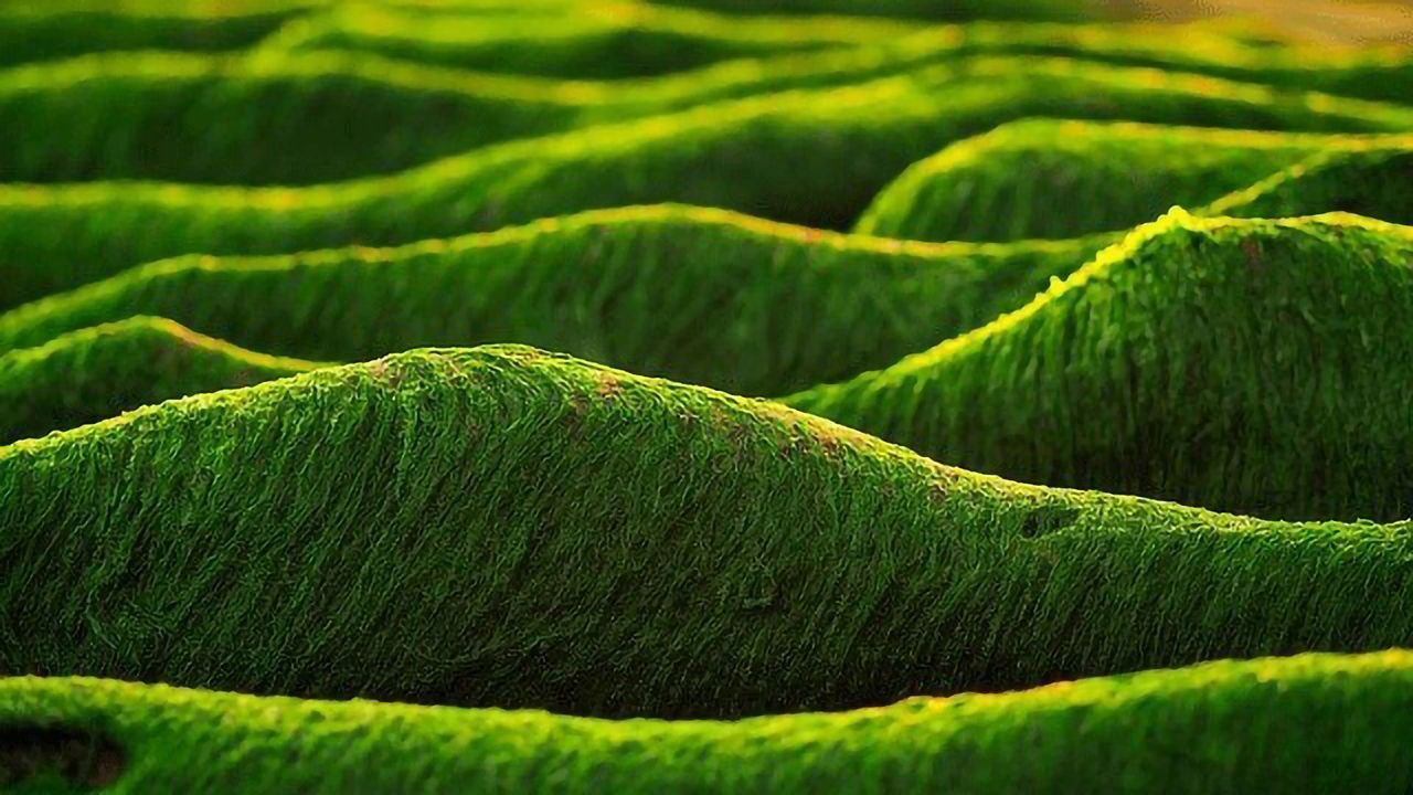 NanDeSyn Database Will Support Industrial Developments of Oil-Producing Microalgae
