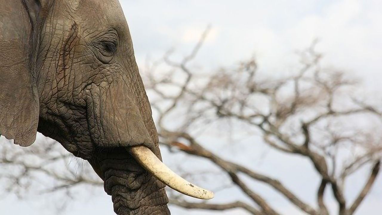 Ivory Poachers Targeted By Forensic DNA Sleuthing