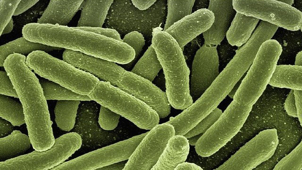 Even After a Deep Clean, Drug-Resistant Bacteria Can Persist