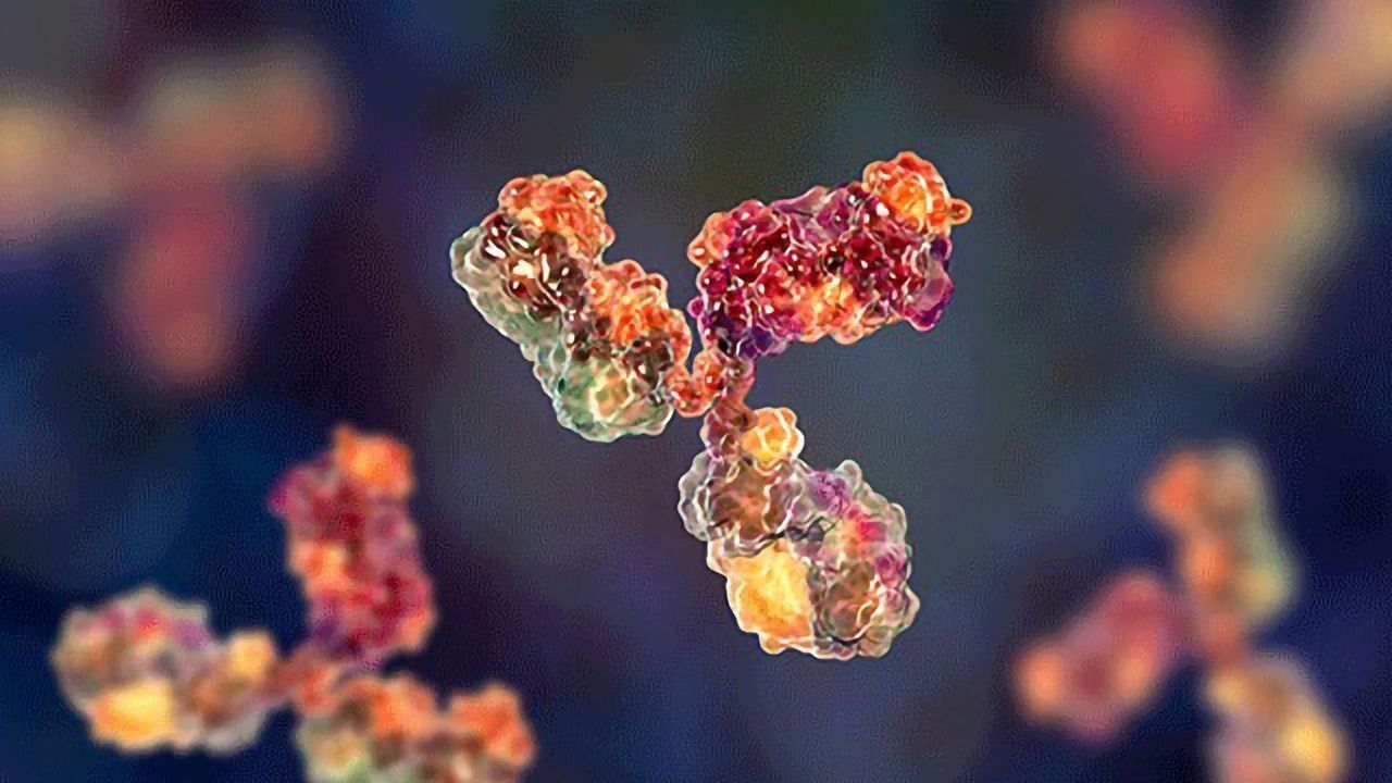Custom Recombinant Monoclonal Antibody Development Service