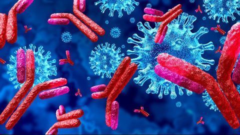 Structure of Potent Antibody Against SARS-CoV-2 Is Mapped