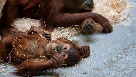 Key Genetic Similarities Put Apes and Some Monkeys at Risk of COVID-19