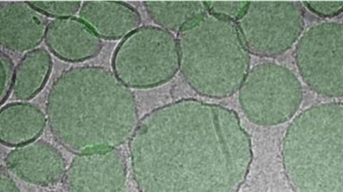 Turning the Virus’ RBD Into a Nanoparticle an Appealing Approach for COVID-19 Vaccine