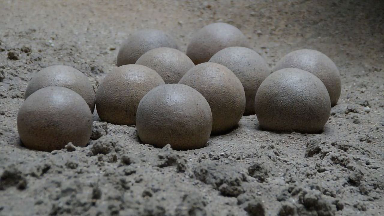 Cracking the Dinosaur Egg's Secrets