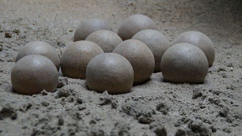 Cracking the Dinosaur Egg's Secrets