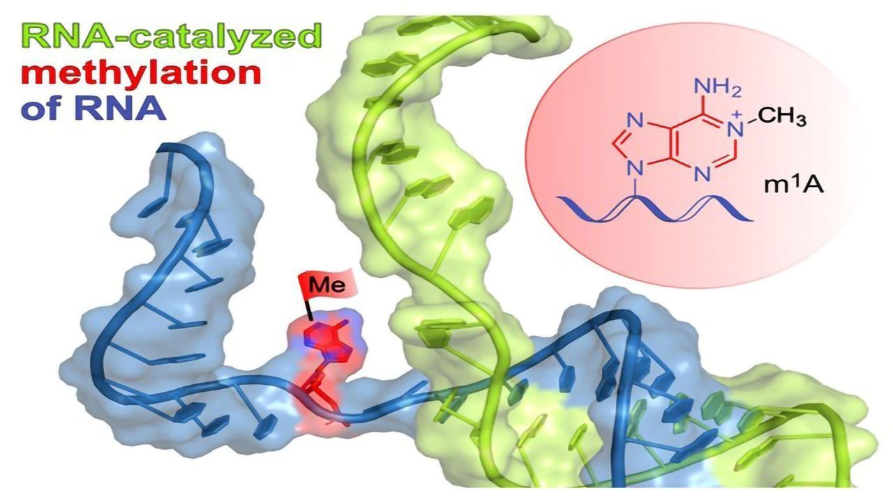 Scientists Develop the First Known Methyl Transferase Ribozyme