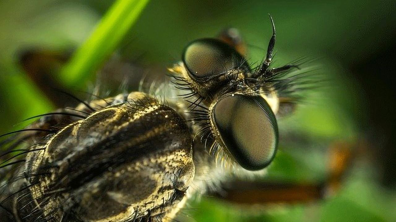 Scientists Map the Genome of Agricultural Monsters
