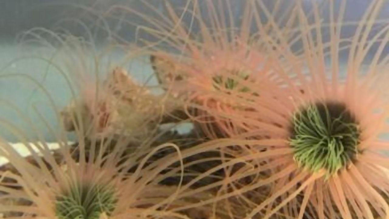 Anemone Produce Toxins That Have Pharmacological Potential