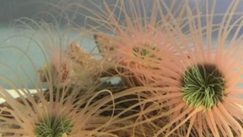 Anemone Produce Toxins That Have Pharmacological Potential