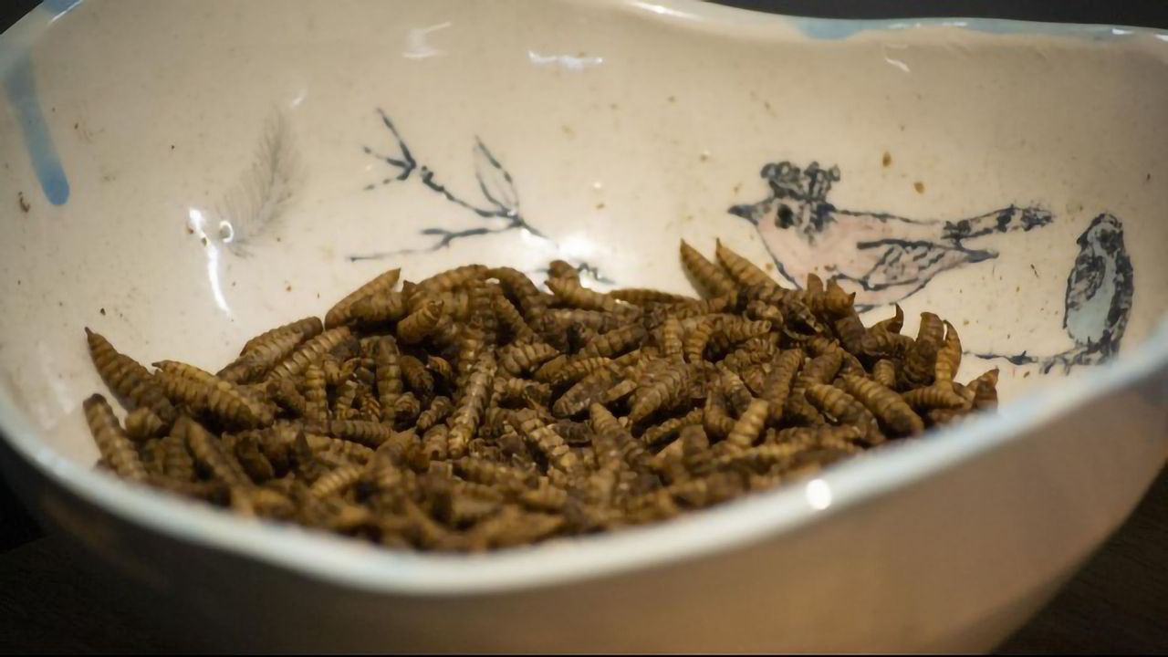 Why Don't We Eat More Insects?