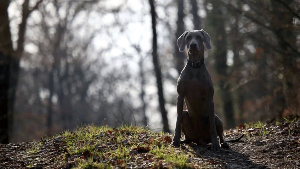 Sequencing Ancient DNA From 27 Dogs, Scientists Unearth Ancient Canine Diversity content piece image