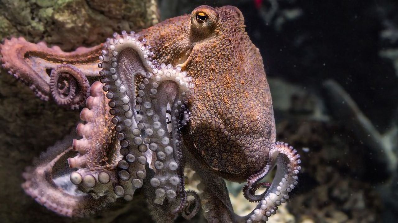 Touch and Taste? It's All in The Octopus Tentacles