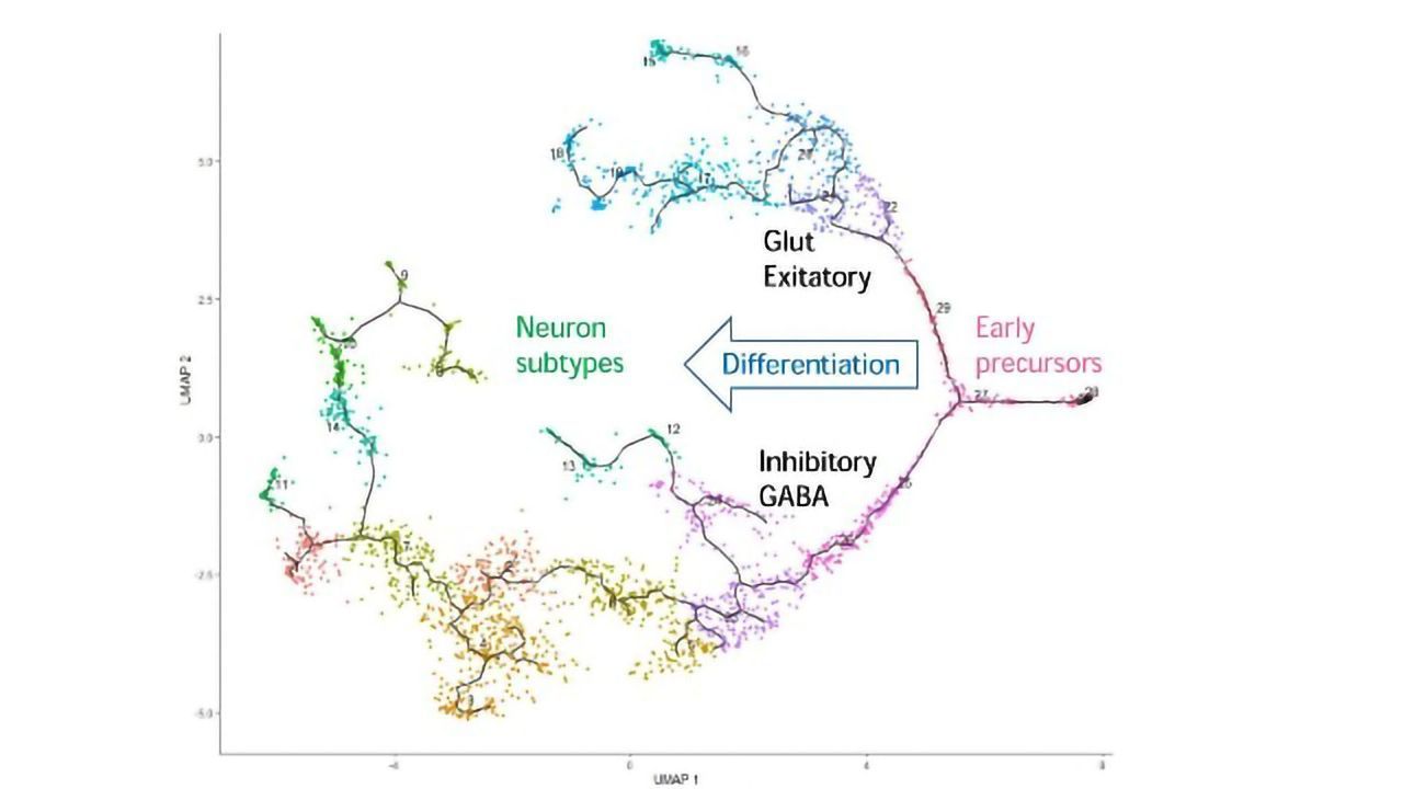 Brainstem Neurons Control Both Behavior and Misbehavior