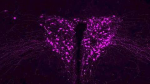 Mouse Studies Link Some Autism to Brain Cells That Guide Sociability and Platonic Love