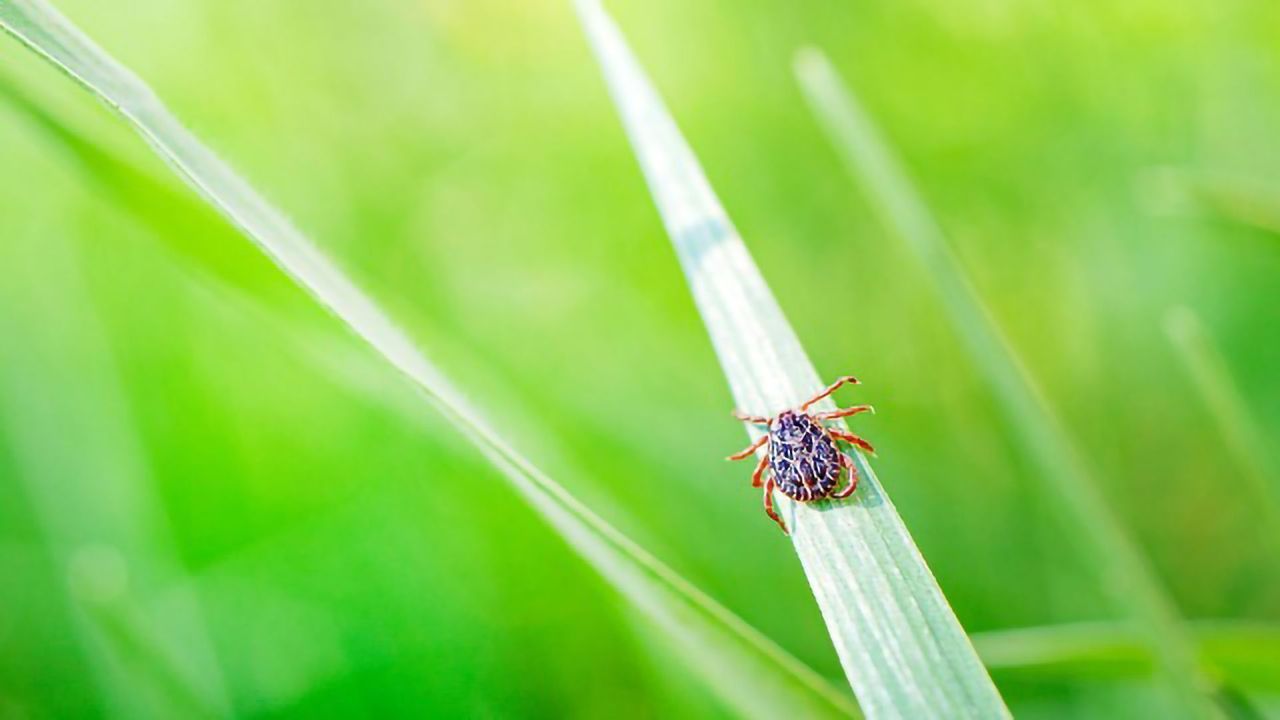 First-of-Its-Kind Synthetic DNA Vaccine Tested Against Powassan Virus