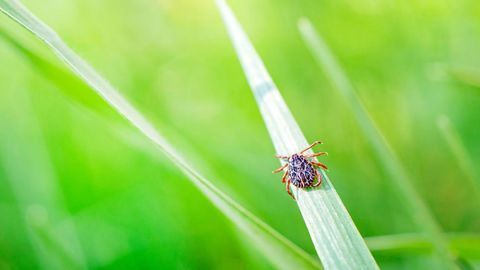 First-of-Its-Kind Synthetic DNA Vaccine Tested Against Powassan Virus