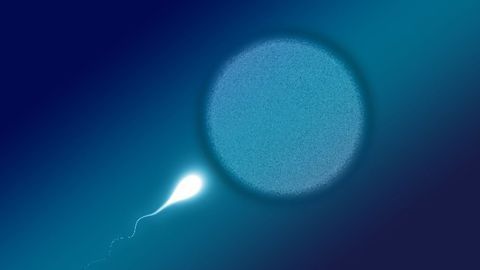 Sperm Study Will Explore How COVID-19 May Impact the Next Generation