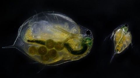 Water Fleas Have More Offspring When Exposed to Human Antidepressants