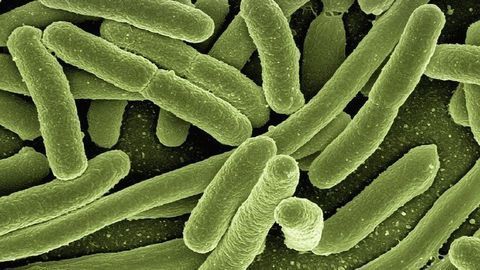 Healthcare and Agriculture Could Benefit from Bacterial Enzymes