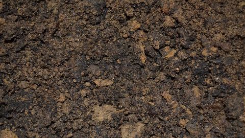 Bacterium Found in Soil Could Provide New Approach for Treating Alzheimer's