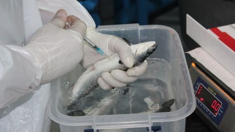 Why Do Some Farmed Fish Vaccines Fail?