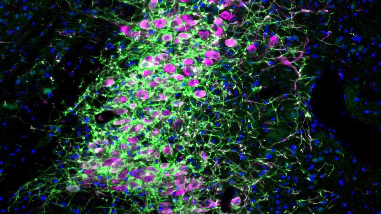 Researchers Identify the Brain Circuits Controlling Attention