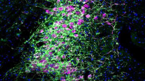Researchers Identify the Brain Circuits Controlling Attention