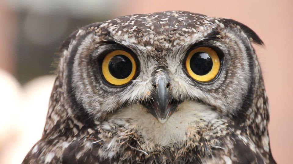 Unique DNA Packaging In Owl Eyes May Be A Lens That Enhances Night Unique DNA Packaging In Owl Eyes May Be A Lens That Enhances Night