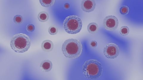 Cells Transform Themselves in Male Worms To Improve Mating