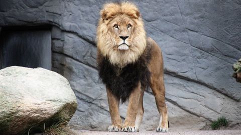 Lion DNA Study Uncovers Impact of Habitat Fragmentation
