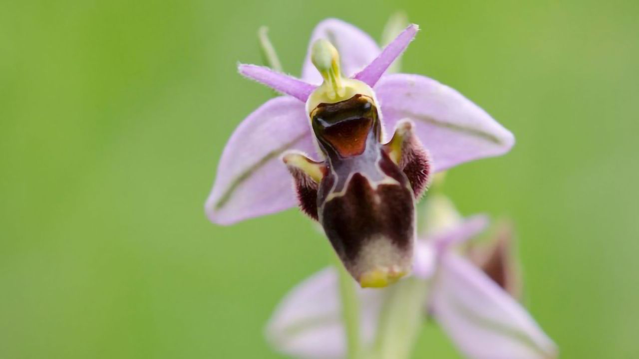 Nitrate Control Policies May Backfire for Threatened Plant Species