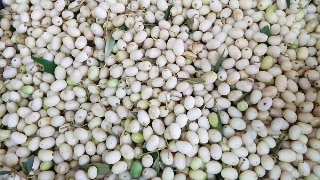 Wild Olives Provide a Healthy Oil Source