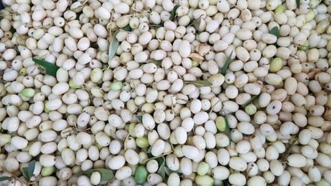 Wild Olives Provide a Healthy Oil Source