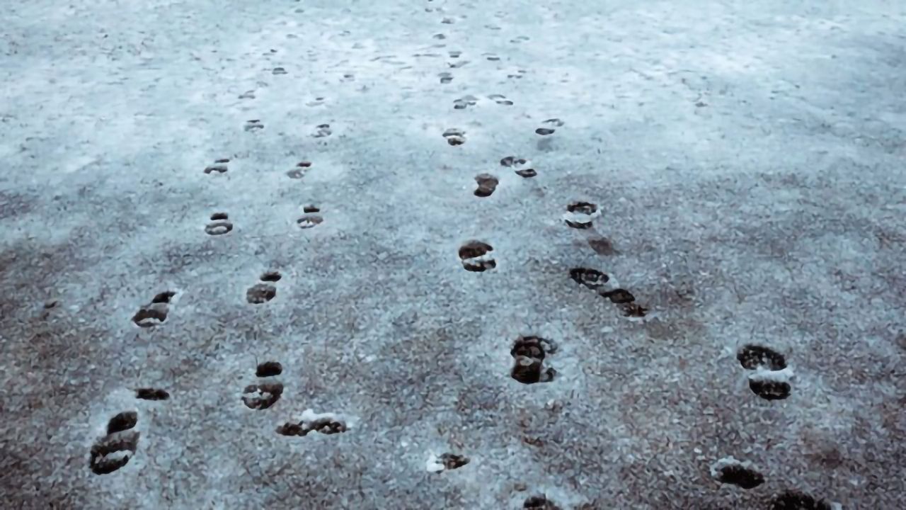 Predicting the Carbon Footprint of Algorithms
