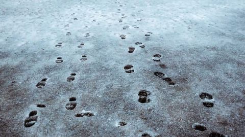 Predicting the Carbon Footprint of Algorithms