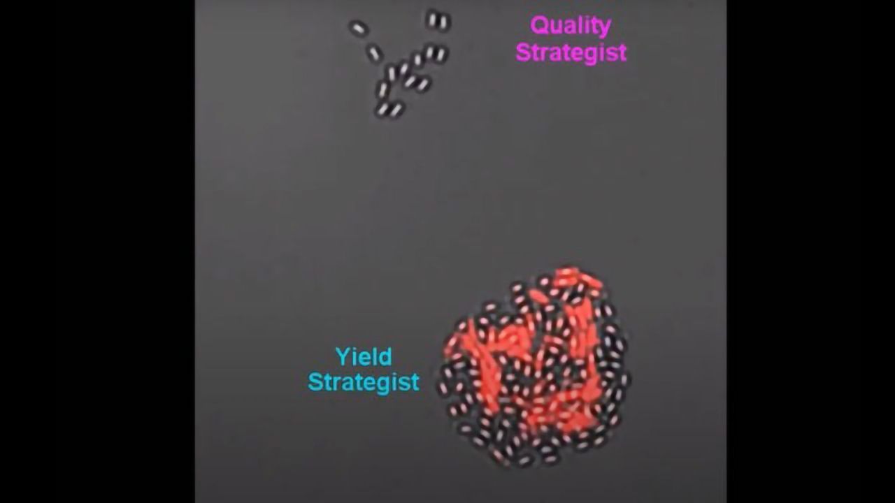 Spore Formation in Fast Motion - A Yield Strategist and a Synthetic Quality Strategist