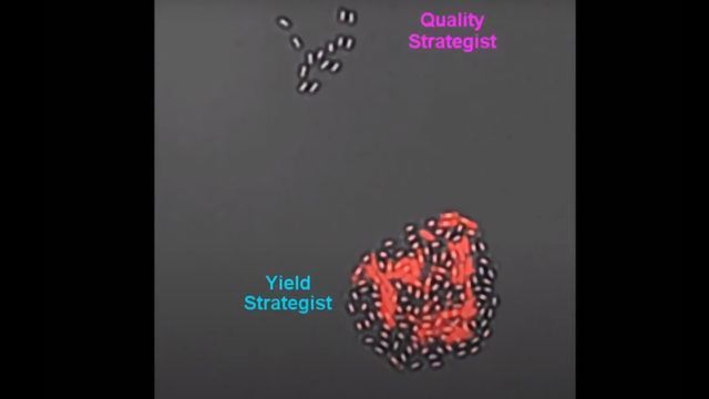 Spore Formation in Fast Motion - A Yield Strategist and a Synthetic Quality Strategist content piece image 