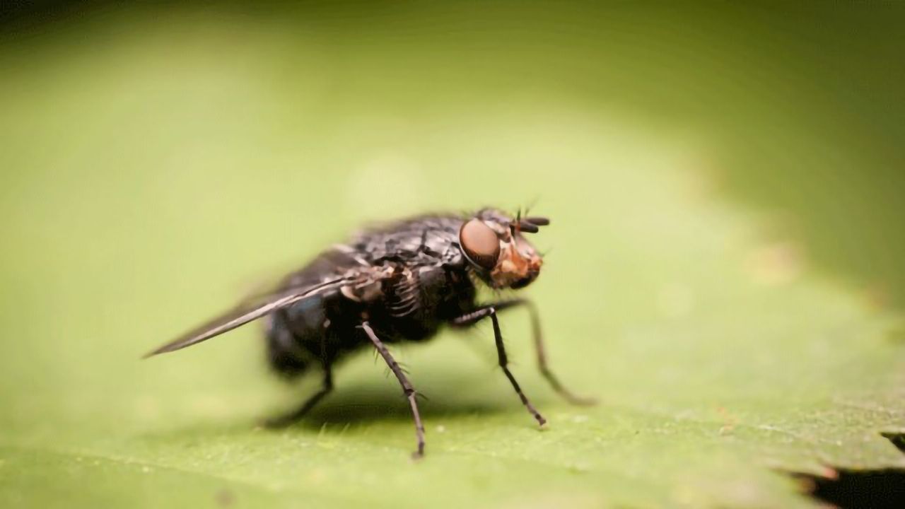Beef Producers Offered Salvation by a Bacterial Soldier