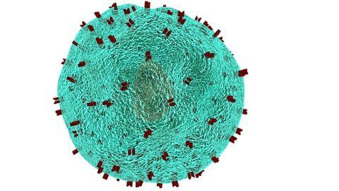 Call in the T Cells When Waging War on Zika