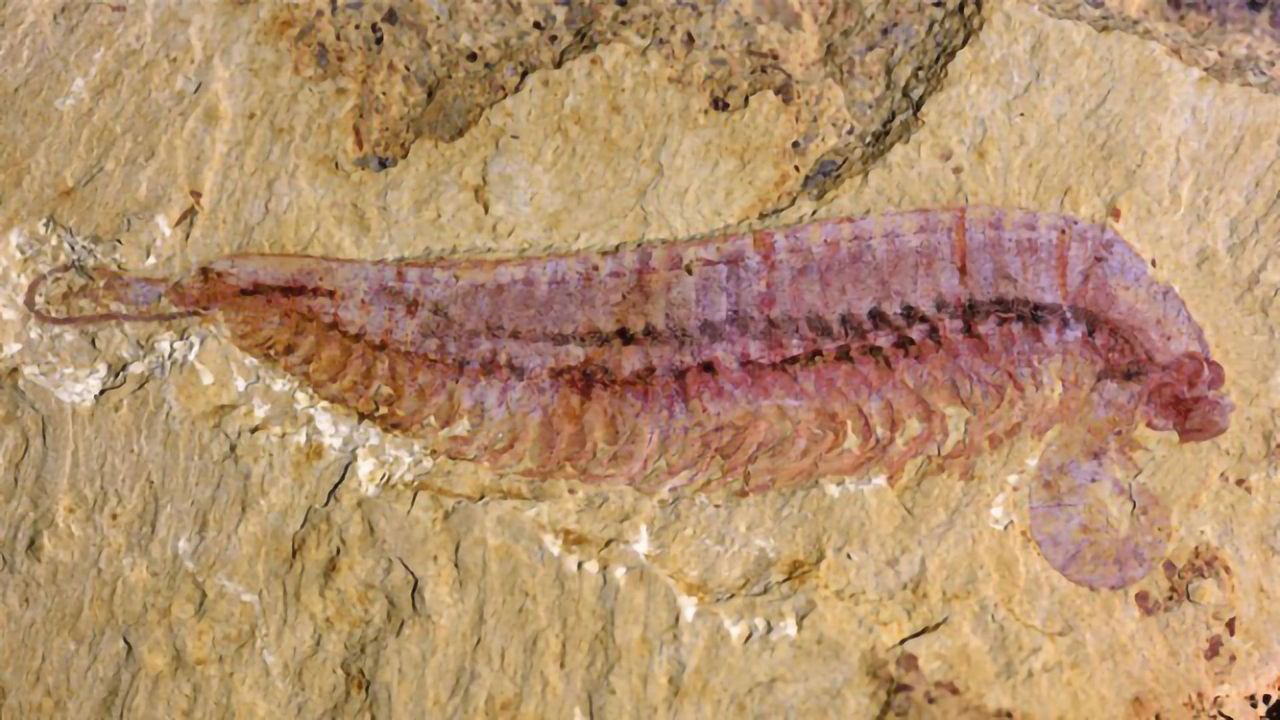 Five-Eyed Fossil Reveals Arthropod Origin
