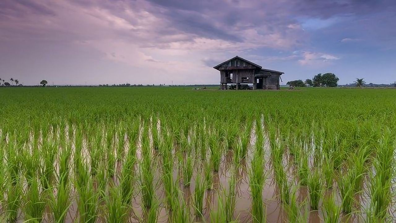 How Microbes Contribute to Harmful Methymercury in Rice