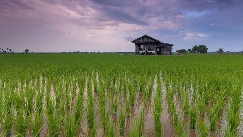 How Microbes Contribute to Harmful Methymercury in Rice