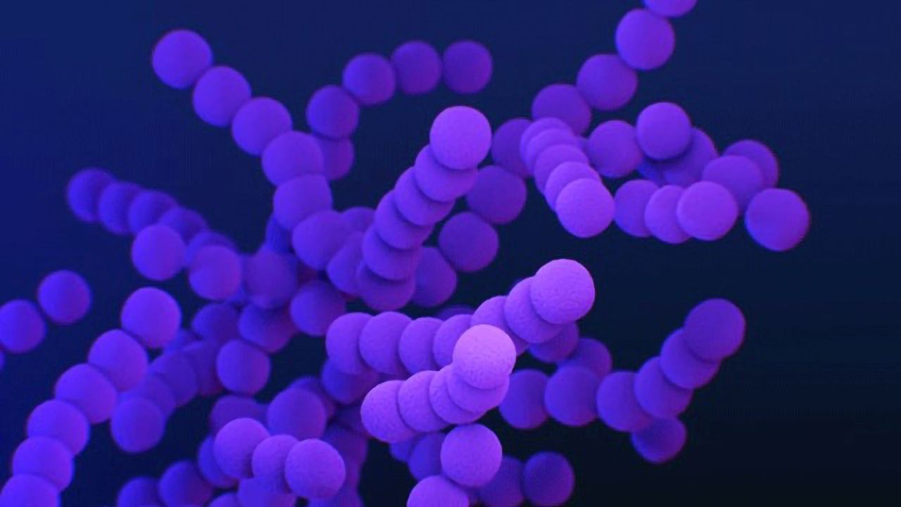 In the Gut, Immune Cells Learn To Defend the Brain