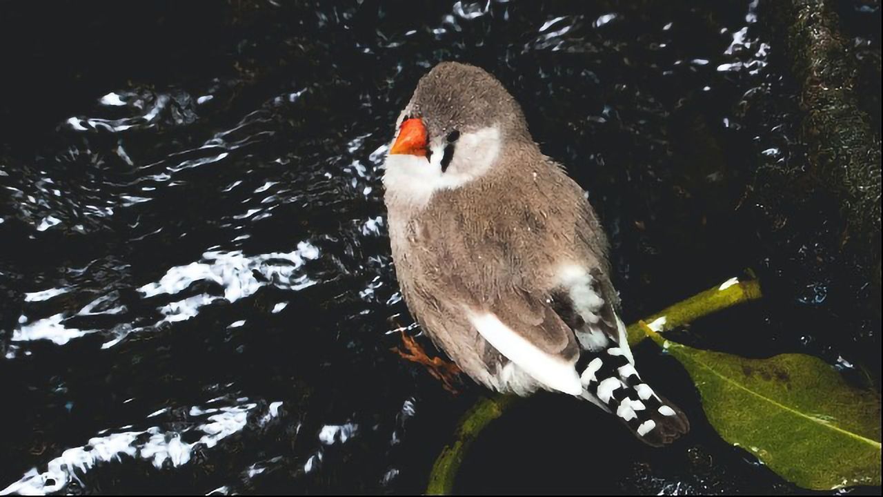 How the Bird Brain Connects to the Bird Gut