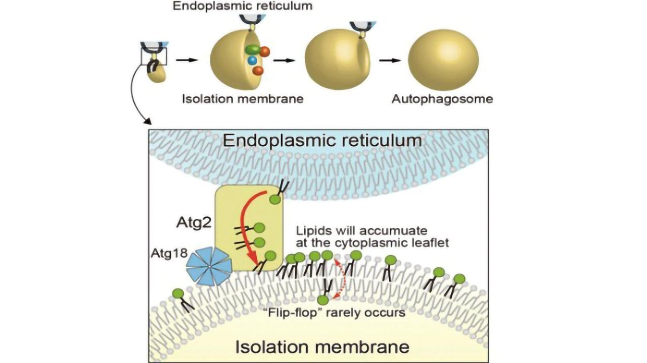 Scientists Reveal Identity of the Last Unknown Protein of Autophagy