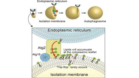 Scientists Reveal Identity of the Last Unknown Protein of Autophagy