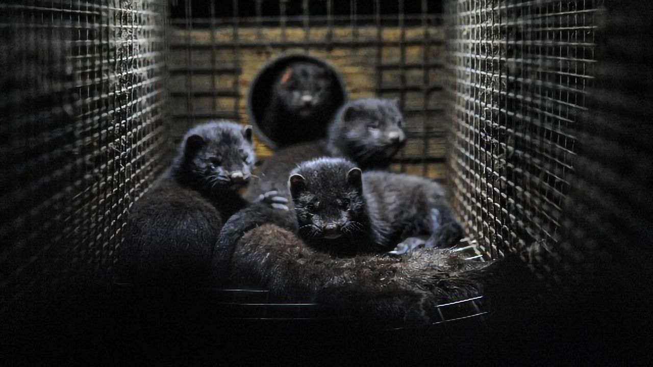 Scientific Community Awaits SARS-CoV-2 Genetic Data Behind Denmark's Decision To Cull Mink Population