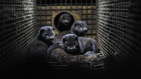 Scientific Community Awaits SARS-CoV-2 Genetic Data Behind Denmark's Decision To Cull Mink Population