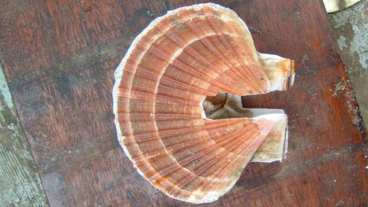 Scallops Threatened by Metal Pollution